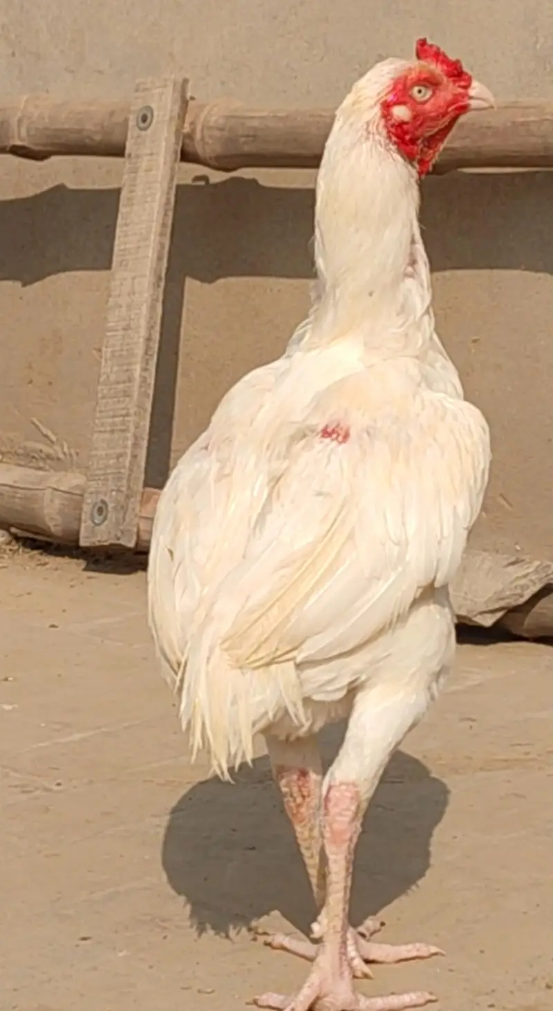 white quality aseel — photo 3