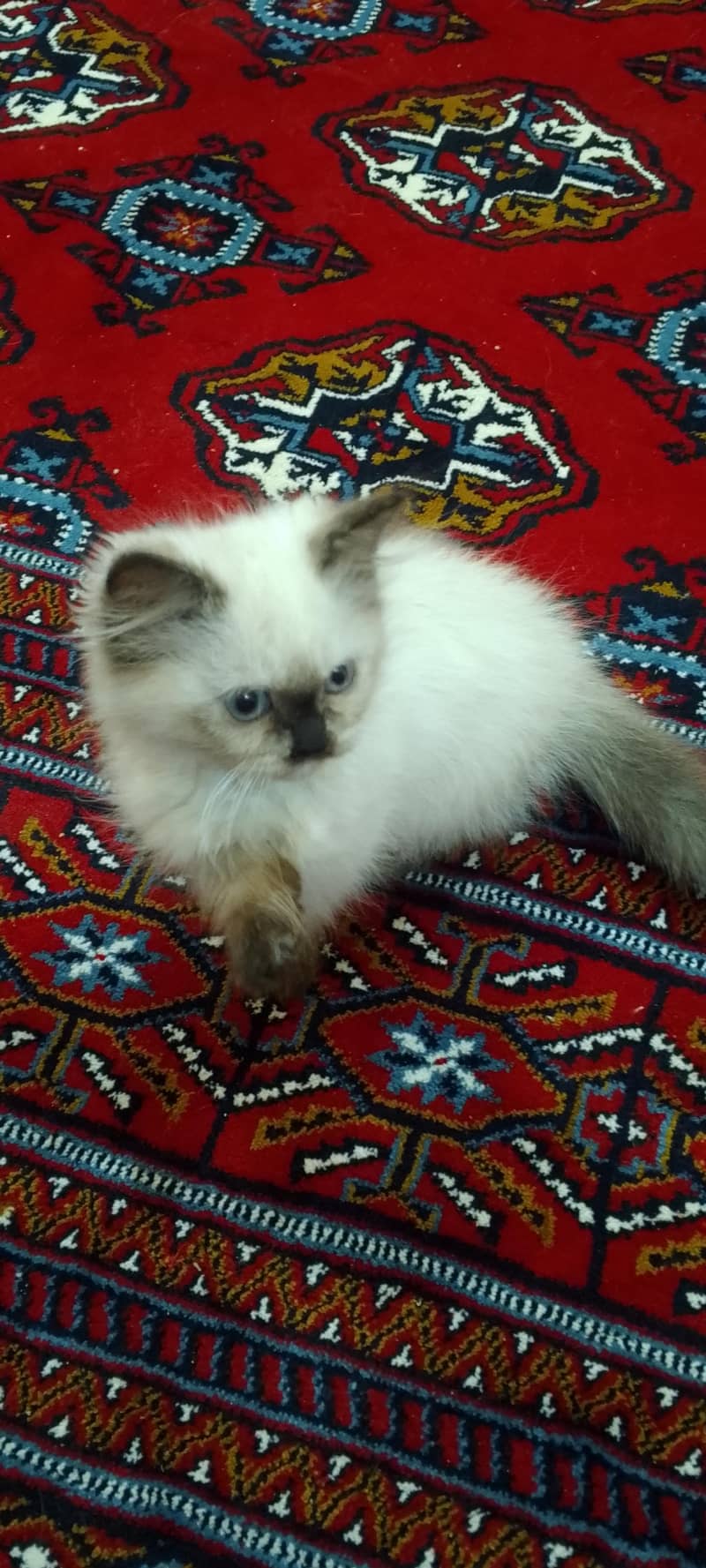 Himalayan kitten 0