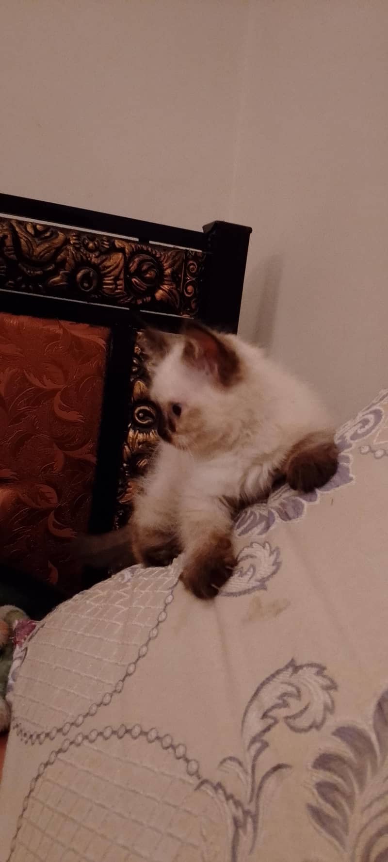 Himalayan kitten 1