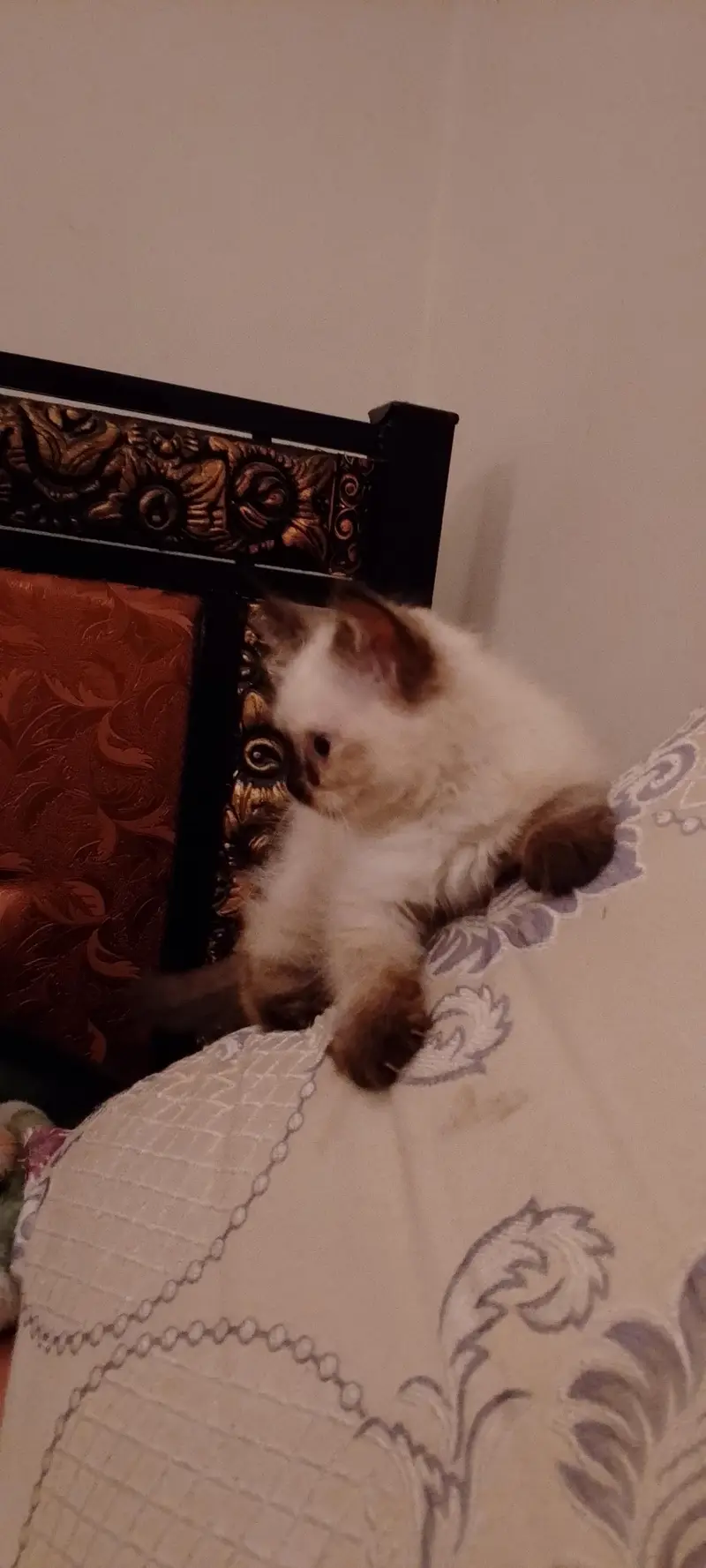 Himalayan kitten — photo 2