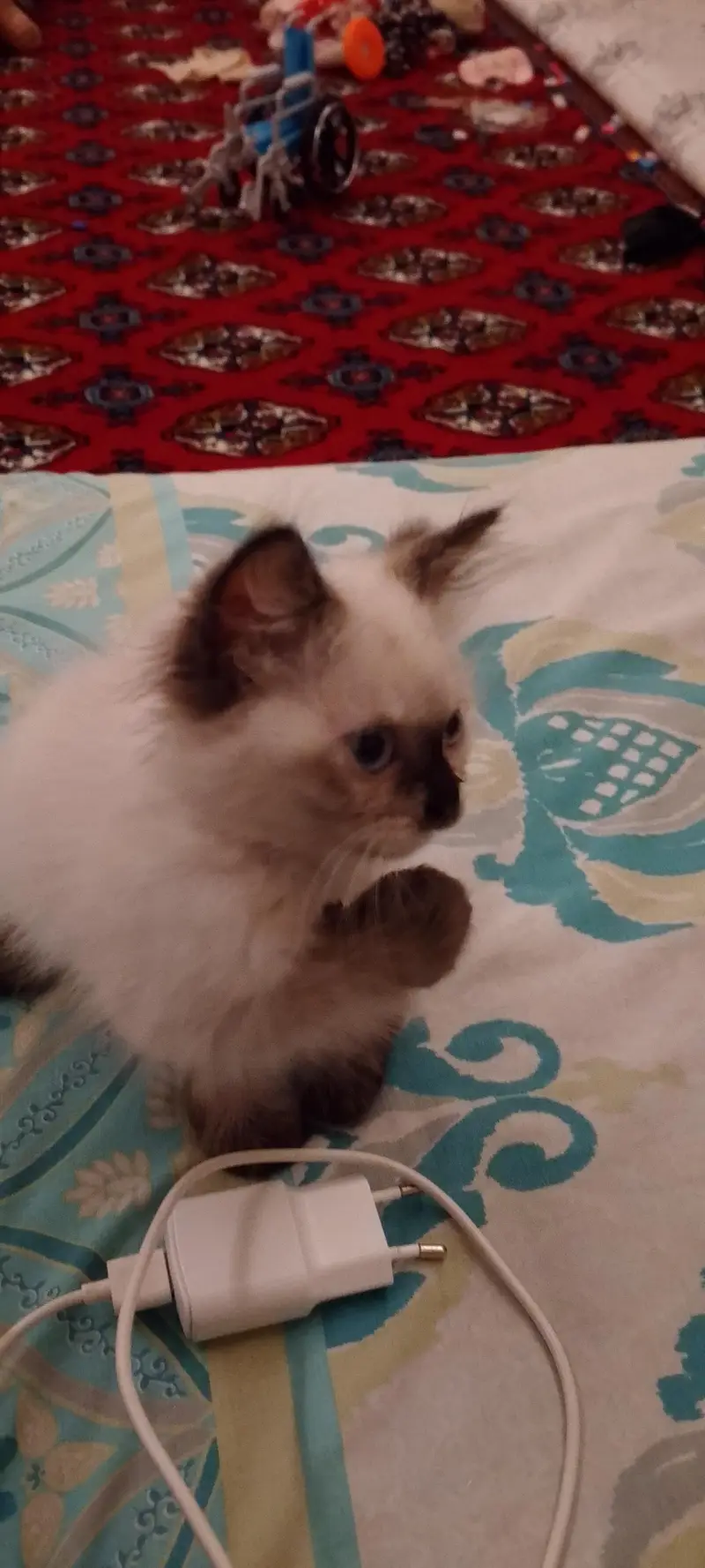 Himalayan kitten — photo 3