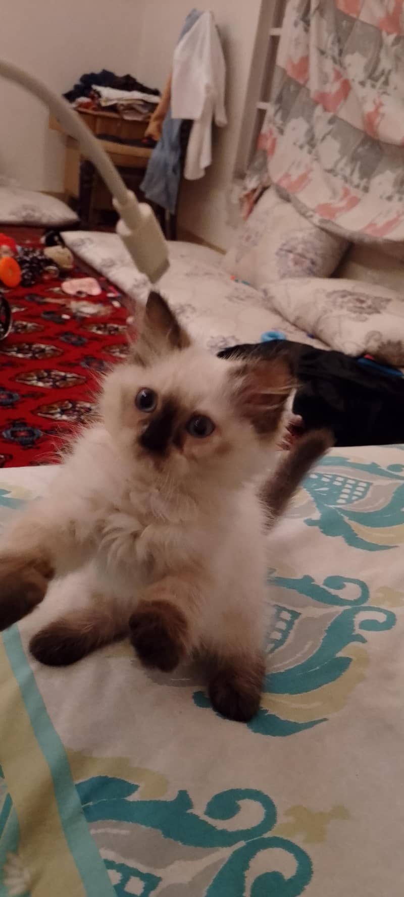 Himalayan kitten 3