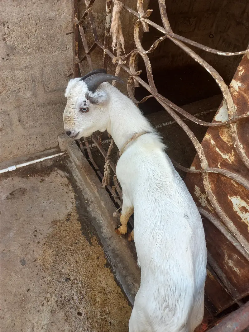 barbari male — photo 2