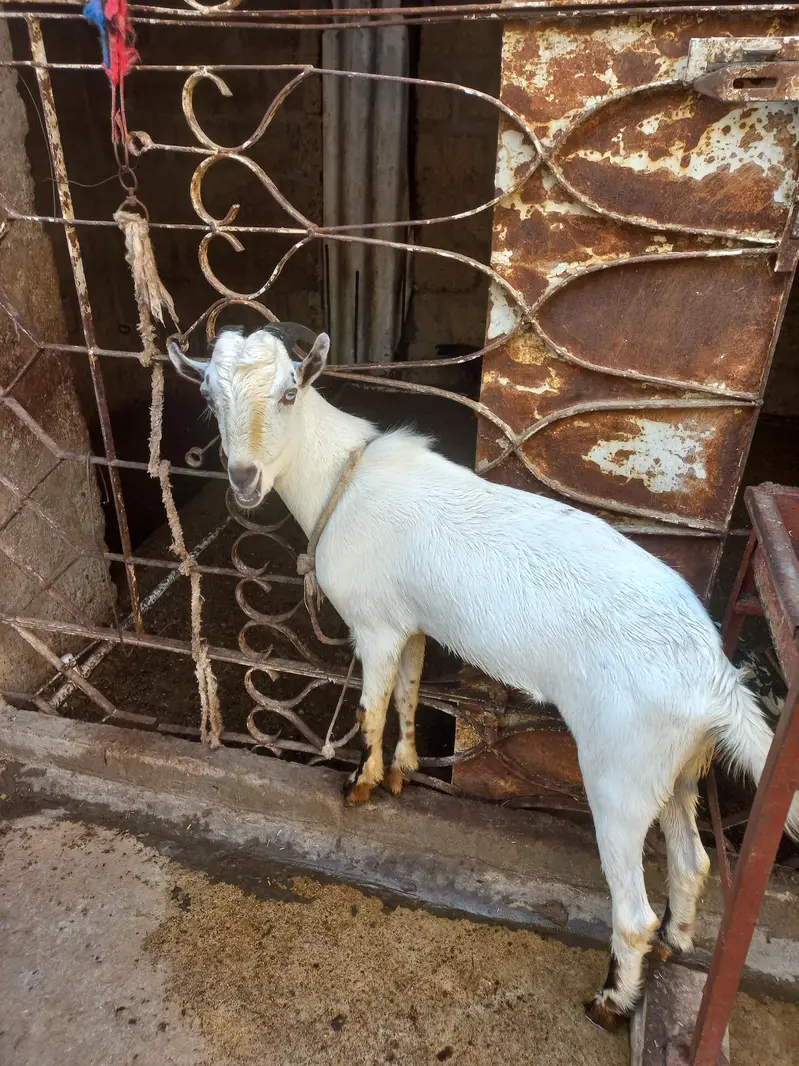 barbari male — photo 3