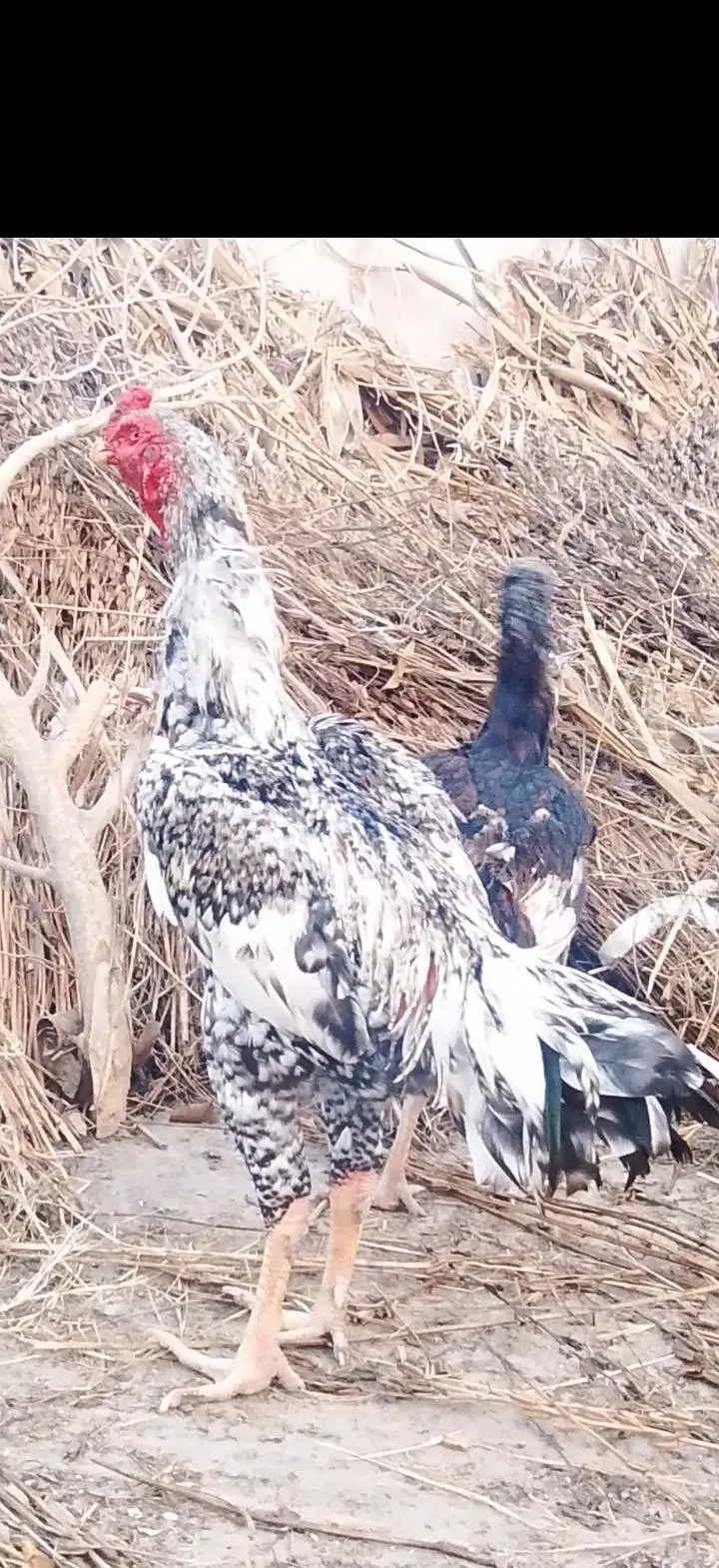 aseel shamo pair for sale for sale — photo 3