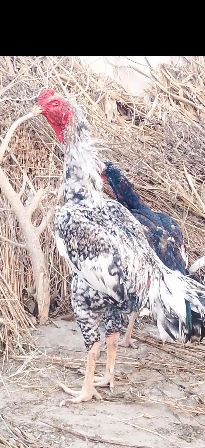 aseel shamo pair for sale for sale — photo 4