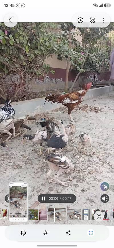 peela aseel or cheeni madi