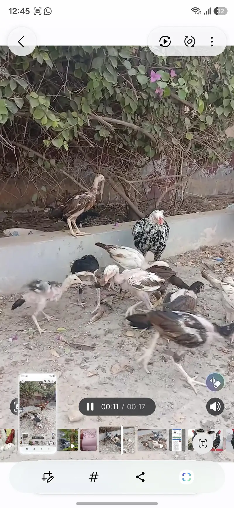 peela aseel or cheeni madi — photo 5