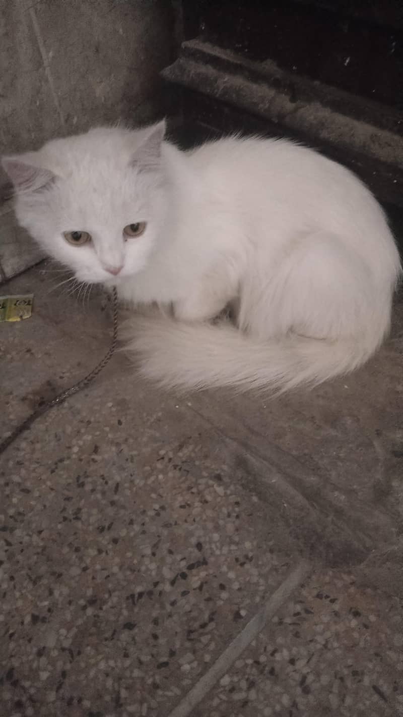 Pershian cat 0