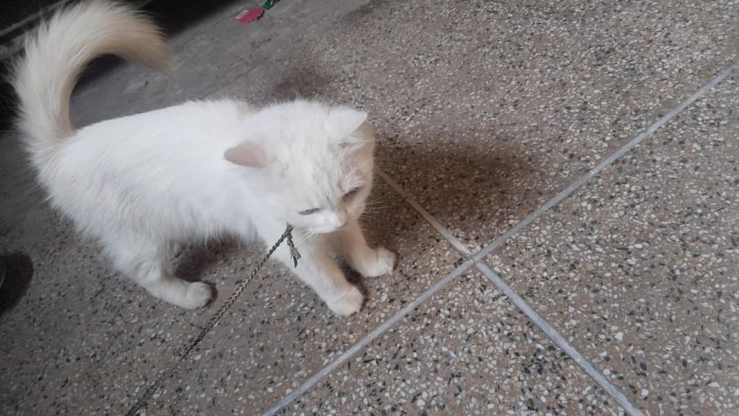 Pershian cat 1