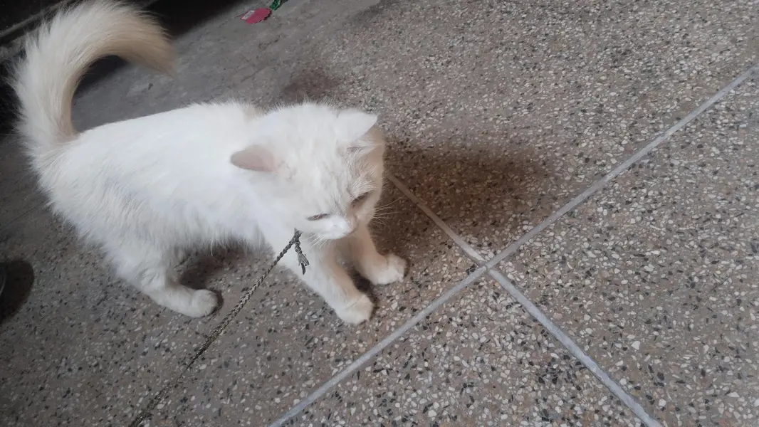 Pershian cat — photo 2