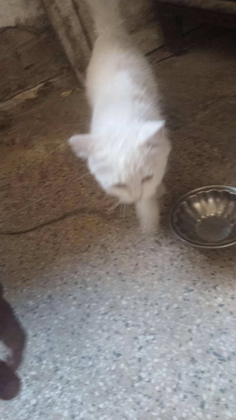 Pershian cat 2