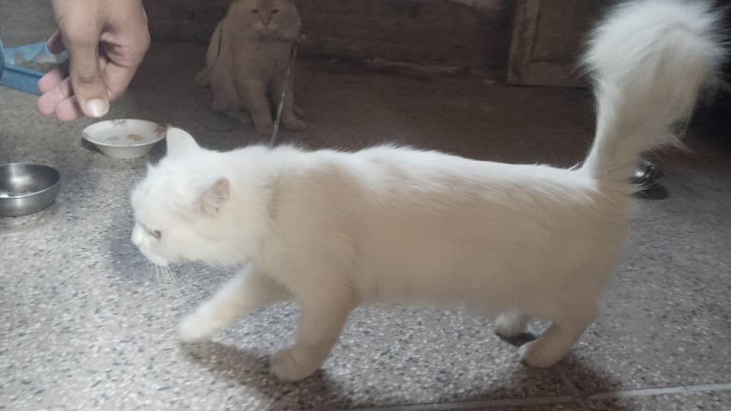Pershian cat 3
