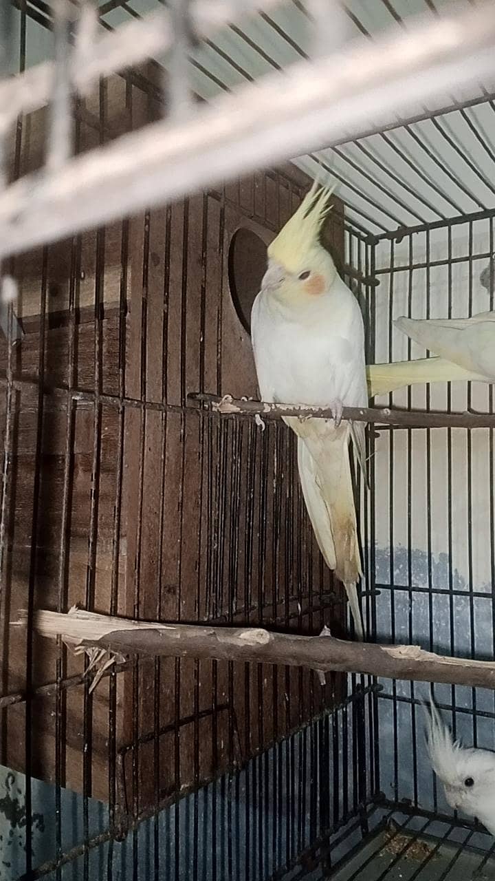 cocktail common white pair 0