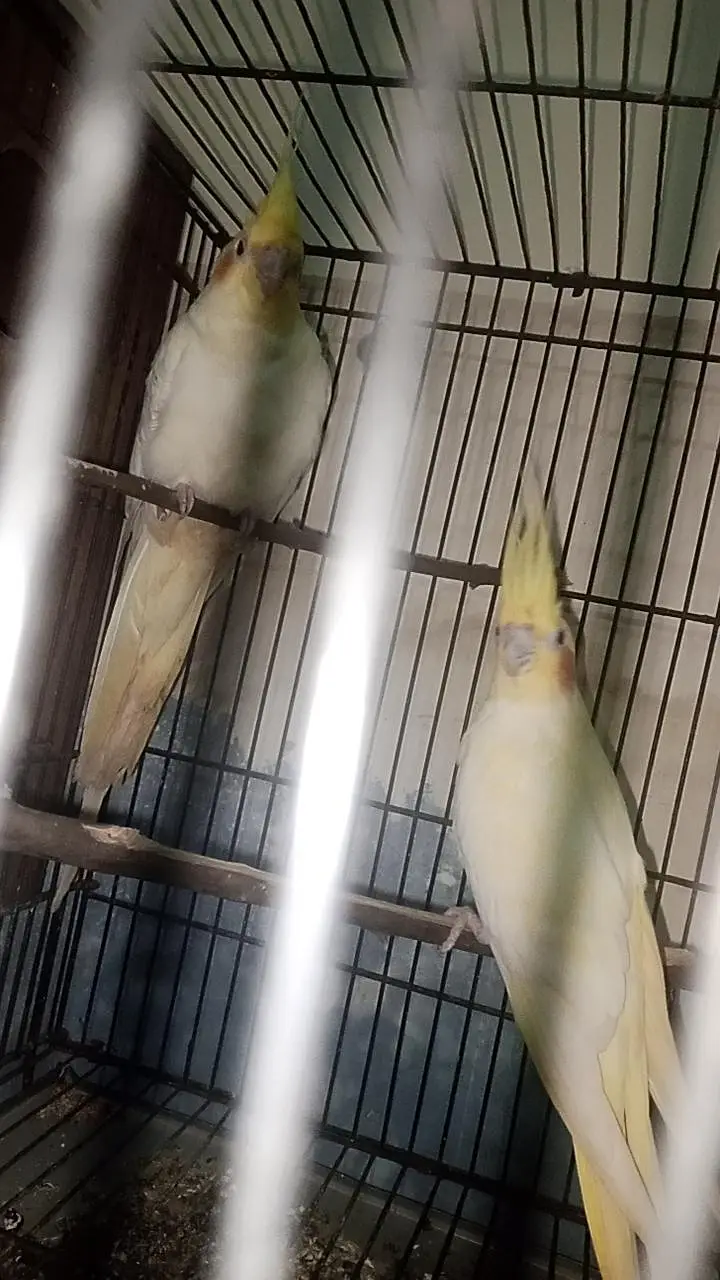 cocktail common white pair — photo 2
