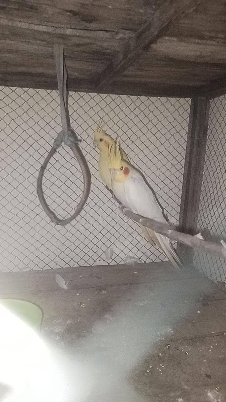 cocktail common white pair 2