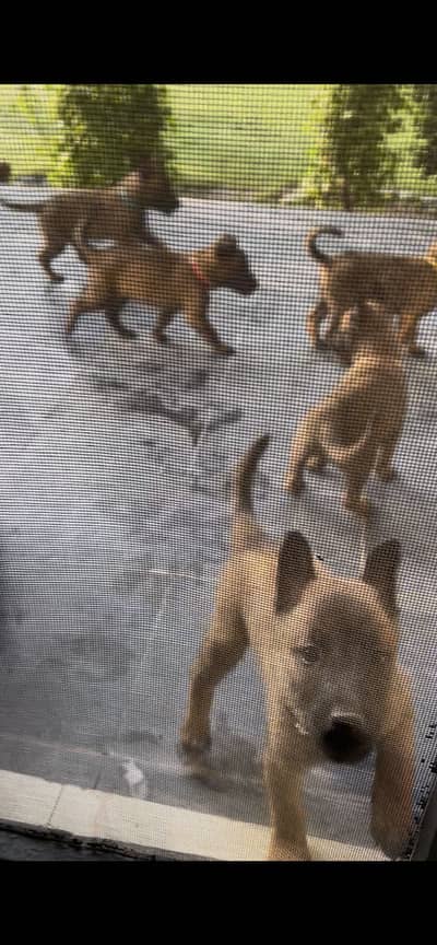 purebred pedigree elitworking line Belgian malinois puppies for sale