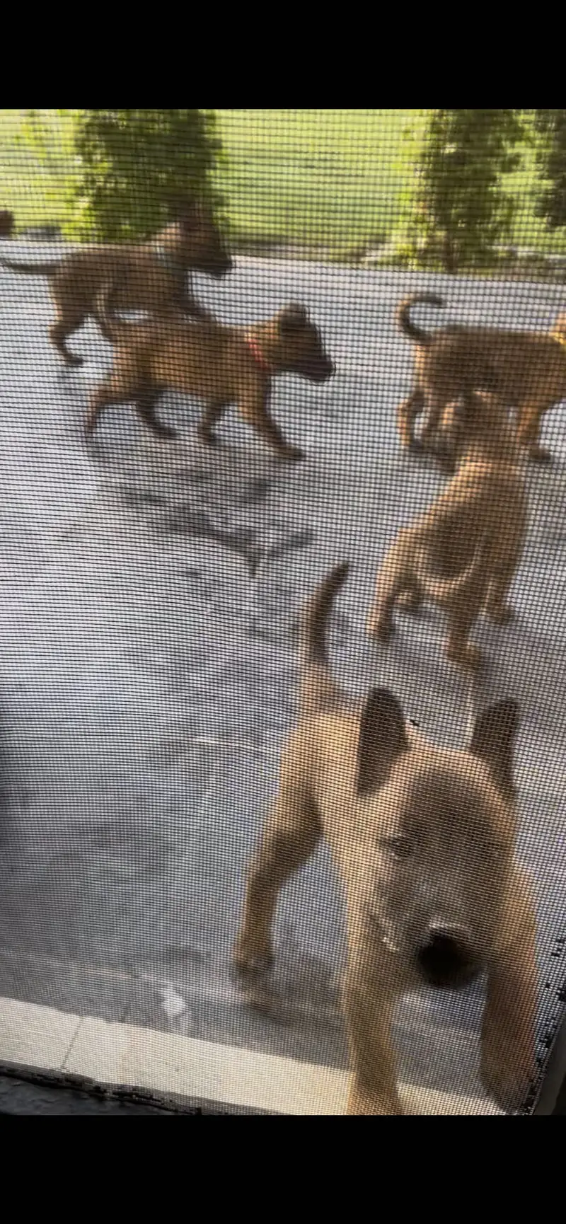 purebred pedigree elitworking line Belgian malinois puppies for sale