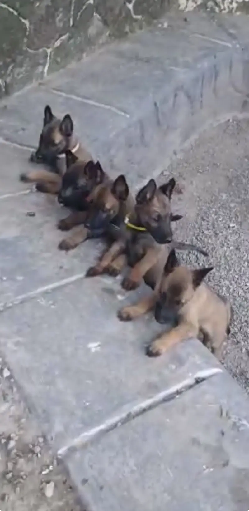 purebred pedigree elitworking line Belgian malinois puppies for sale — photo 2