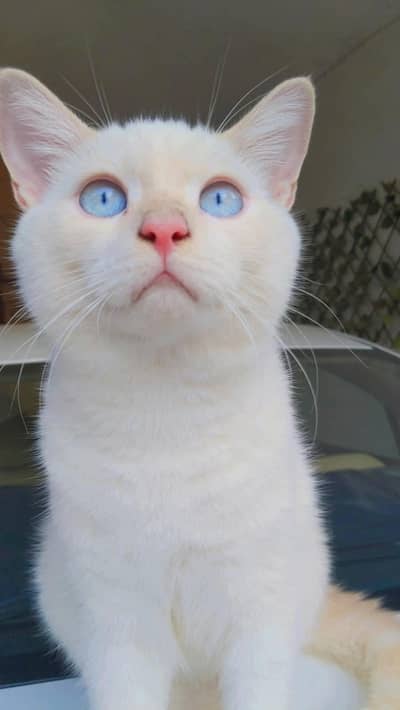 cat for sale