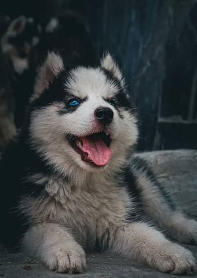 sibarian husky puppy blue eyes 03485816804