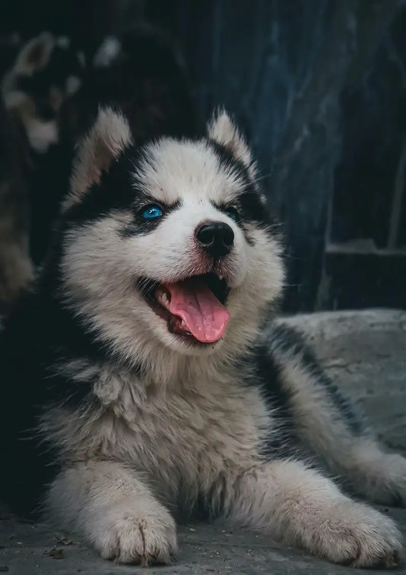 sibarian husky puppy blue eyes 03485816804