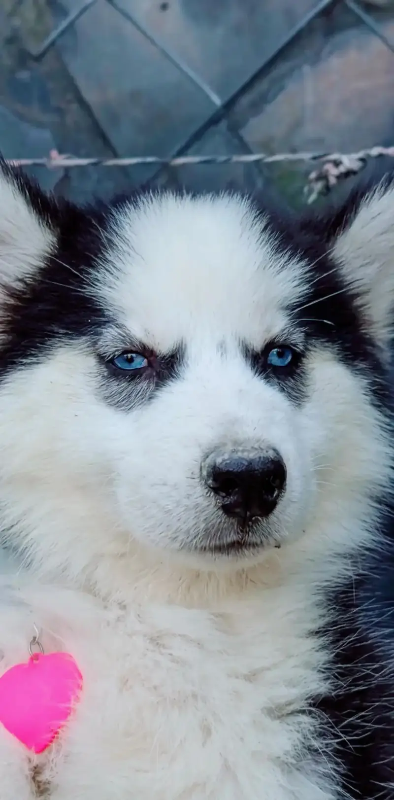 sibarian husky puppy blue eyes 03485816804 — photo 2