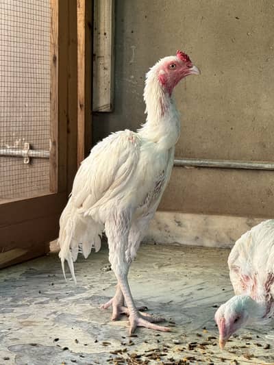 Heera Pair Aseel Just 7 Months With Cage