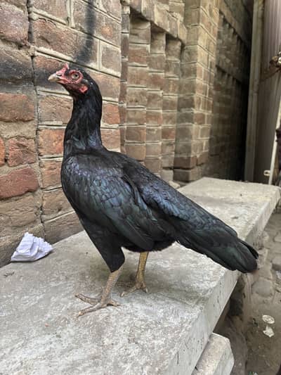 High quality Mushki or lakhe Madi