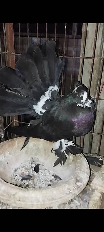 American, German lahori sherazi, English fantail