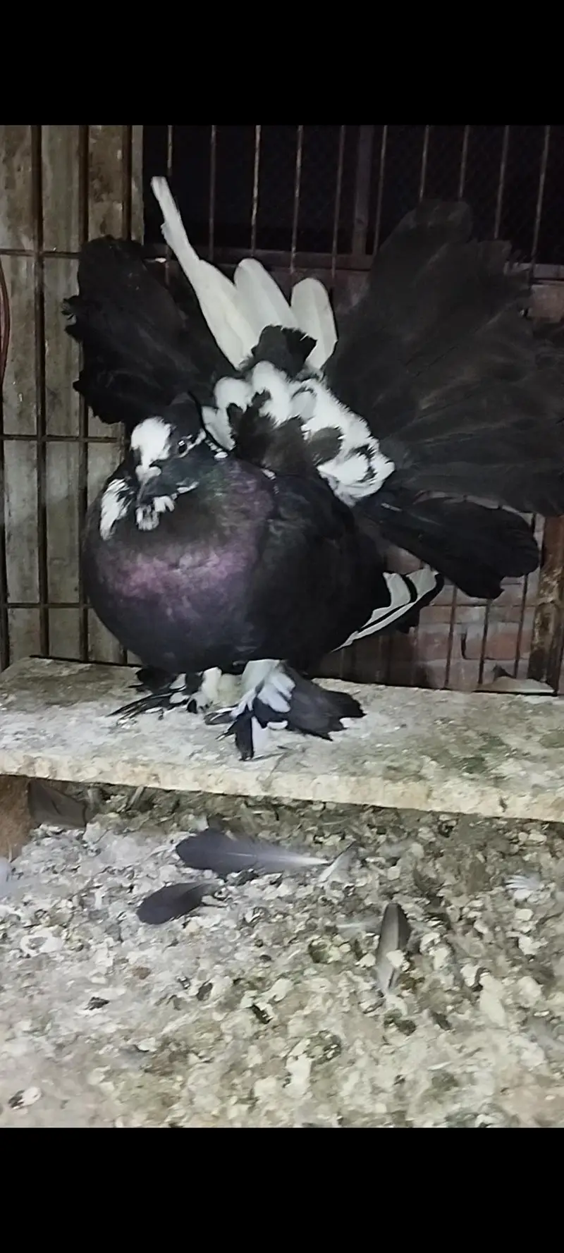 American, German lahori sherazi, English fantail — photo 3