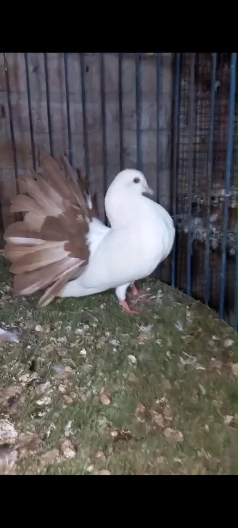 American, German lahori sherazi, English fantail — photo 6