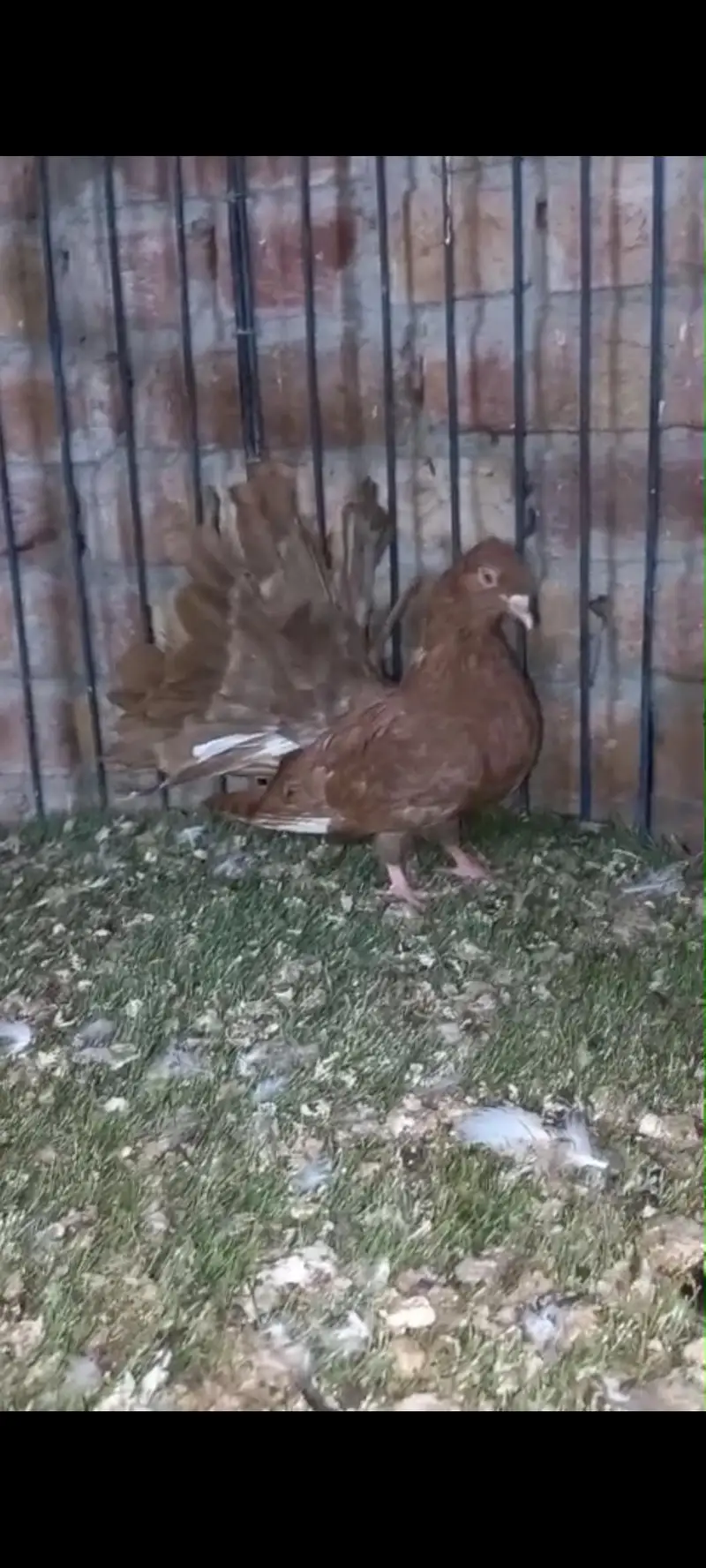 American, German lahori sherazi, English fantail — photo 8