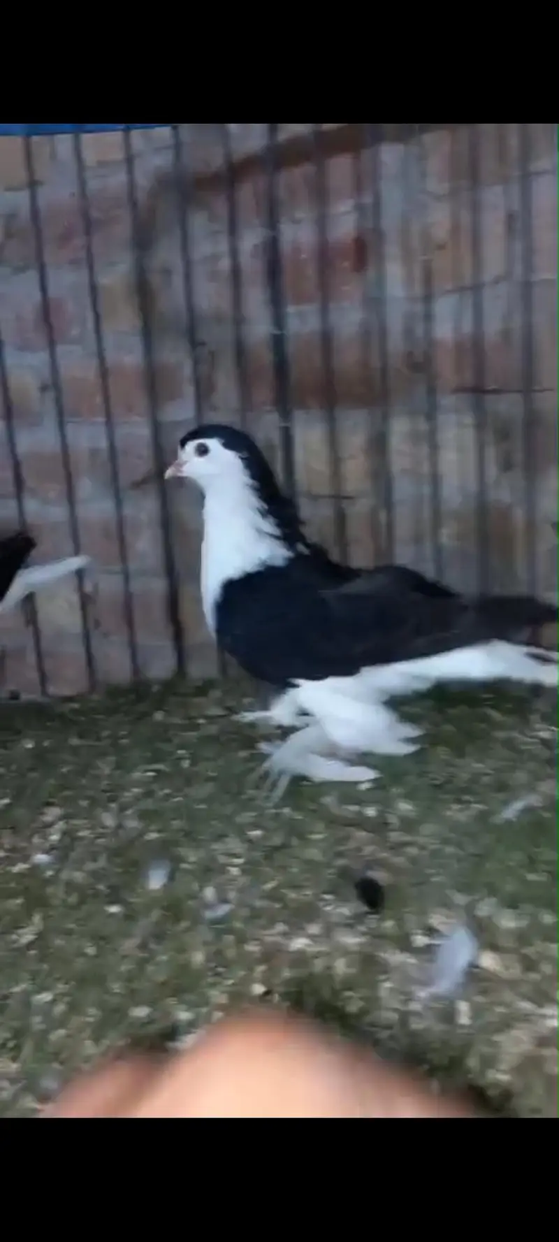 American, German lahori sherazi, English fantail — photo 11