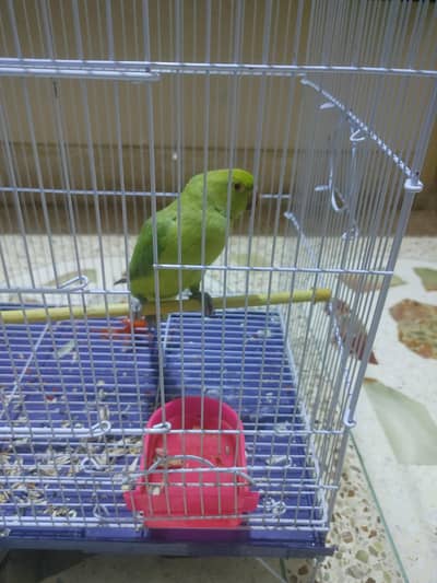 selling green neck pariote