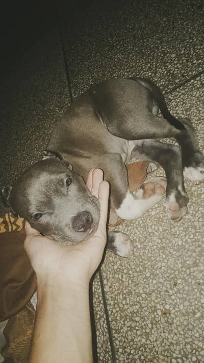 Pitbull male puppy for sale