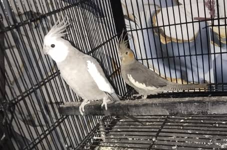 cocktail pair for sale