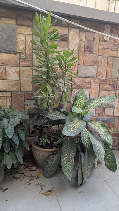 outdoor and indoor plants