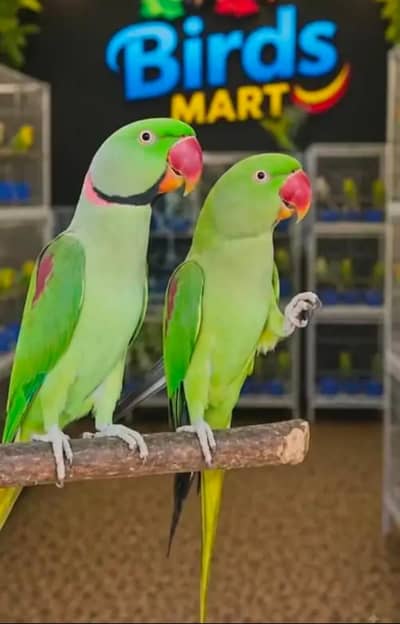 Kasmri raw parrot for sale