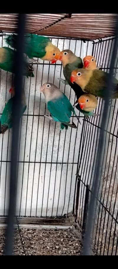 LOVE BIRDS(URGENT SALE)