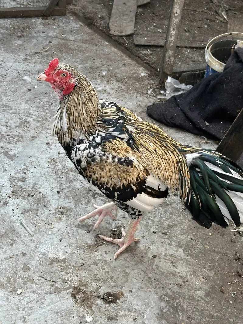 Aseel cheena Jawa
