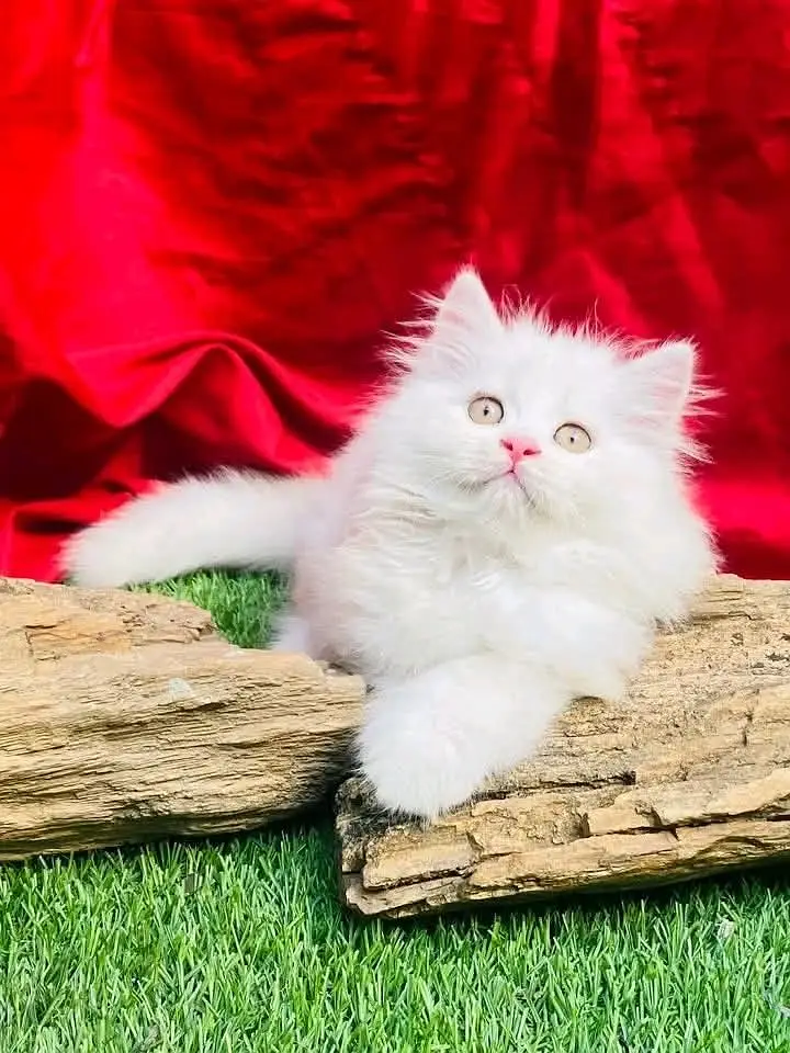 Persian kittens | triple coat | fluffy |0320//56065//57 — photo 3