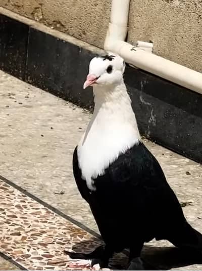 Black Karbalai Chotidar Pamos