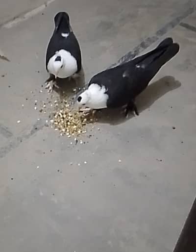 Black Karbalai Chotidar Pamos