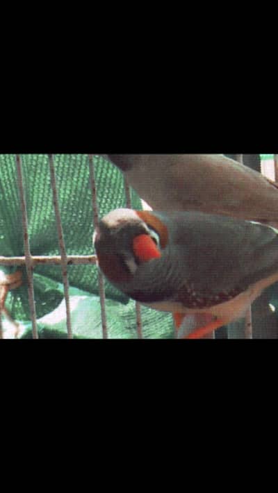 Zebra finches with big size cage
