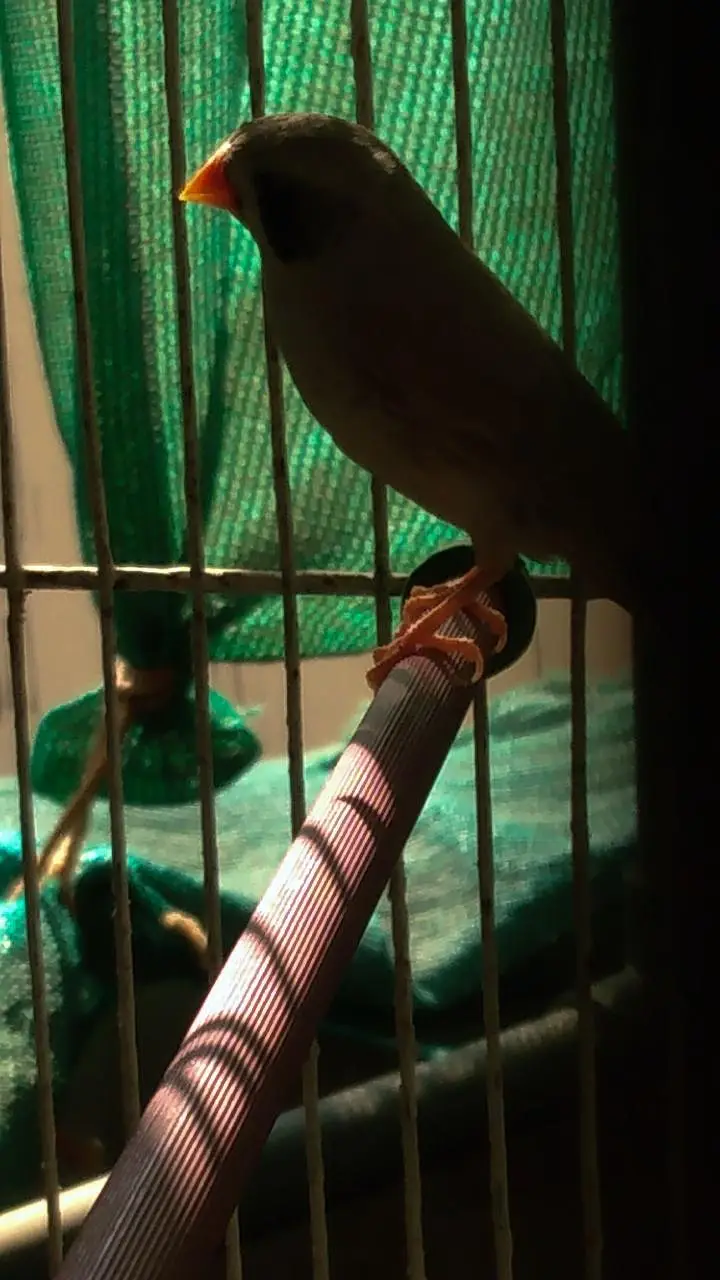 Zebra finches with big size cage — photo 2