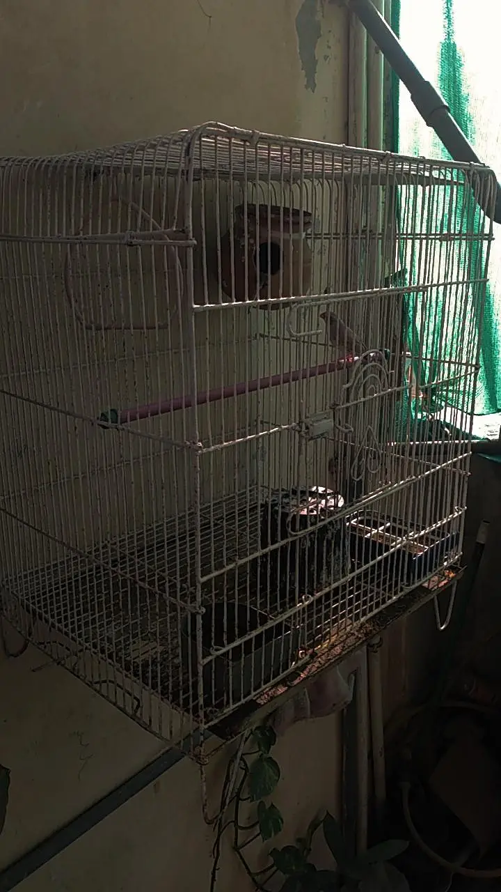 Zebra finches with big size cage — photo 3