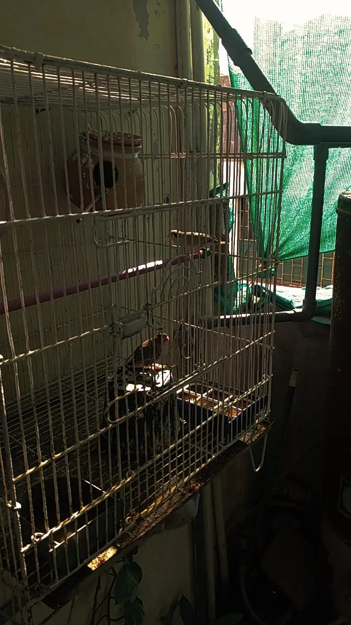 Zebra finches with big size cage — photo 4