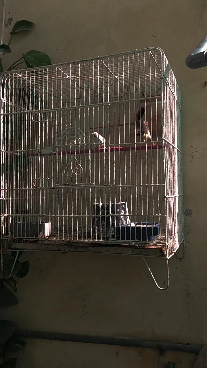 Zebra finches with big size cage — photo 6