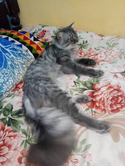grey male cat